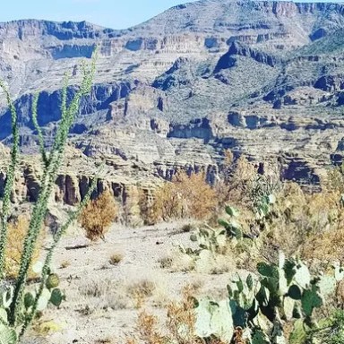 Desert landscape with cacti and rocky mountains under a clear blue sky.