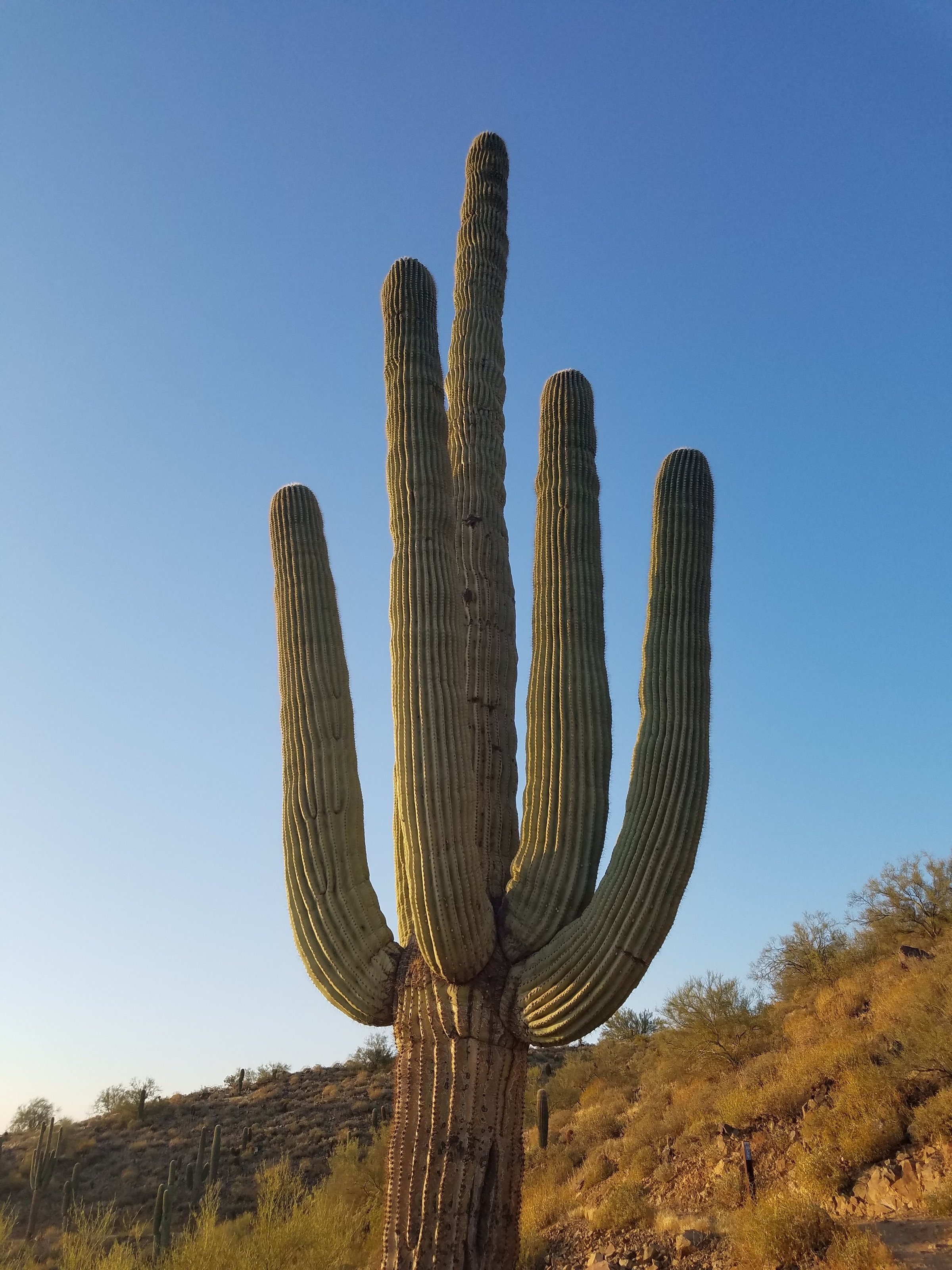 Tall cactus with multiple arms against a clear blue sky.