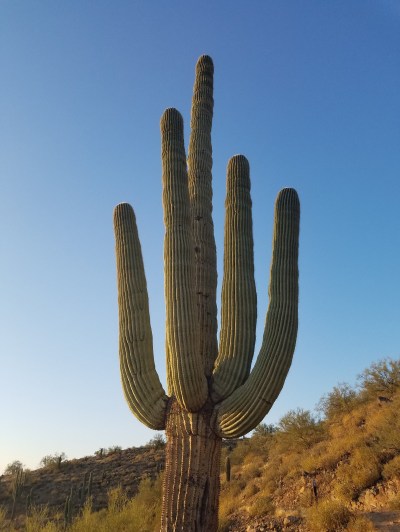 Tall cactus with multiple arms against a clear blue sky.